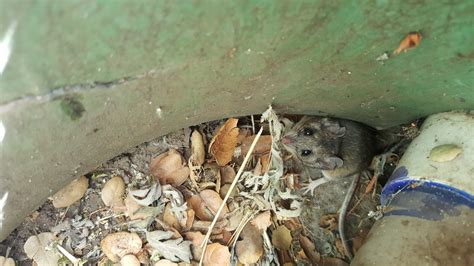 Peromyscus californicus, a native species of California mouse in the ...