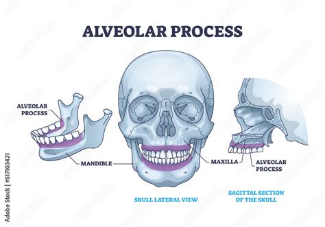 Alveolar process with anatomical head bone ridge for teeth outline ...