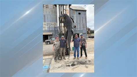 Arkansas men break state record with longest alligator harvest