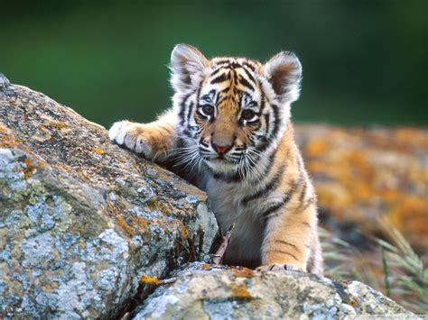 Tiger Cubs Wallpapers - Wallpaper Cave