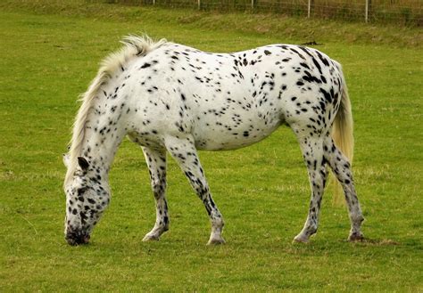 Appaloosa Horse Breed Profile, Facts and Information - Mammal Age