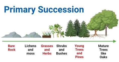 Primary Succession: Stages, Examples, Importance