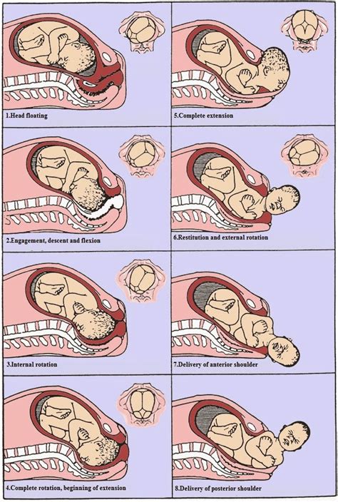 hEiDiMatEs - MeDICinE: Management of normal labour