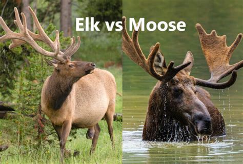 Elk vs Moose: What's the Difference - Animascorp