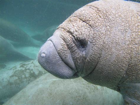 Manatee Calf is Ready for its [IMAGE] | EurekAlert! Science News Releases