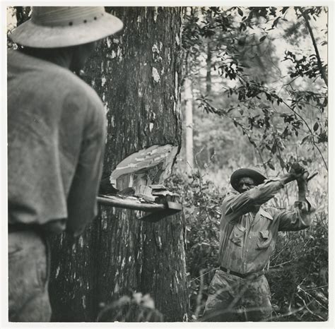 Man cutting tree with an axe | National Museum of American History