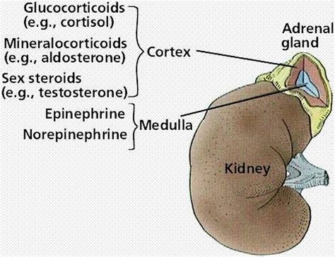 Pictures Of Adrenal Medulla