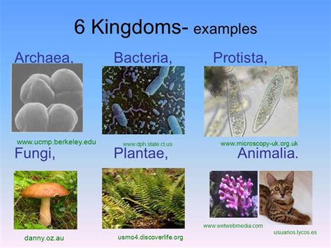 Examples Of Archaea