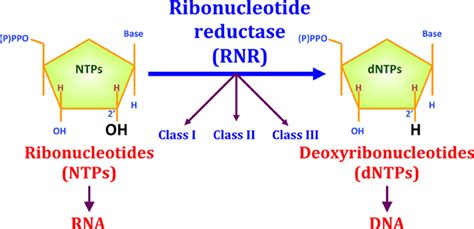 Frontiers | Ribonucleotide reductases: essential enzymes for bacterial ...