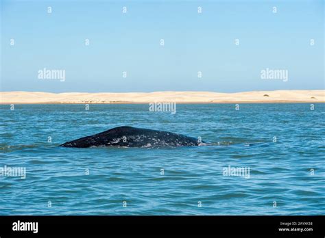 A Gray whale (Eschrichtius robustus) in Magdalena Bay, one of the ...