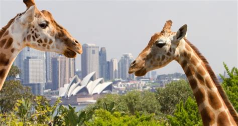 Australian Zoos & Sanctuaries | Everything Australia