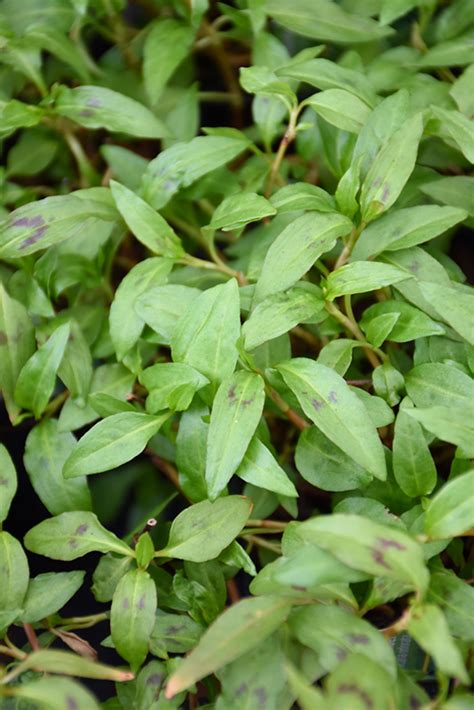 Vietnamese Coriander (Persicaria odorata) in Vancouver Victoria Burnaby ...