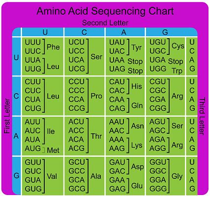 Amino Acid Sequence Chart Stock Illustration - Download Image Now ...