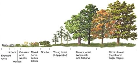 Define Plant Succession with Types and Stages - Basic Agricultural Study