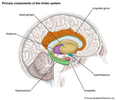 Limbic system | Description, Components, Function, History of Study ...