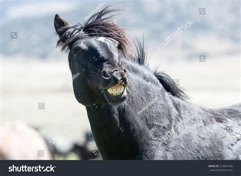 333 Horse showing teeth Images, Stock Photos & Vectors | Shutterstock