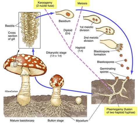 Life Cycle Of Fungi Diagram