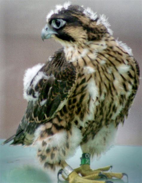 Peregrine Falcon