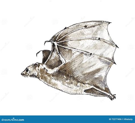 Watercolor Illustration of a Bat Stock Illustration - Illustration of ...