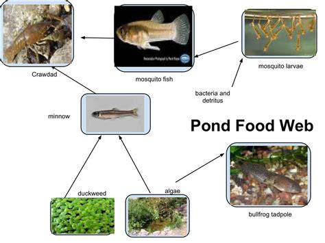 Simple Pond Ecosystem Diagram