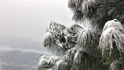 Snowfall In Kasauli: All Need To Know Before Planning Your Winter Vacay