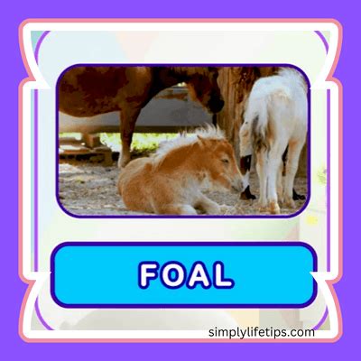 Baby Animals Names | Fun Facts About Baby Animals For Kids