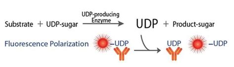 Universal UDP-Glycosyltransferase Assay - Creative BioMart