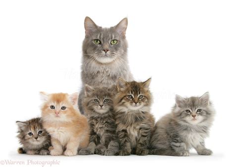 Mother Maine Coon cat and five kittens, 7 weeks old photo - WP26771