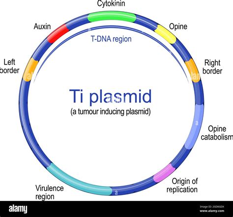 Cloning dna plasmid Stock Vector Images - Alamy