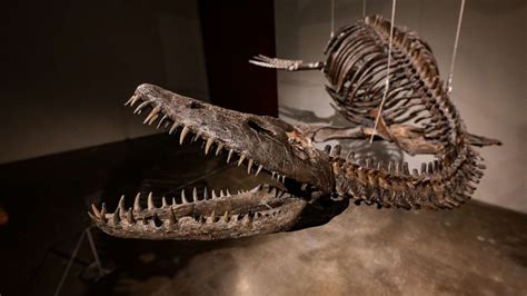 This is how much Sotheby's expects a pair of dinosaur fossils to ...