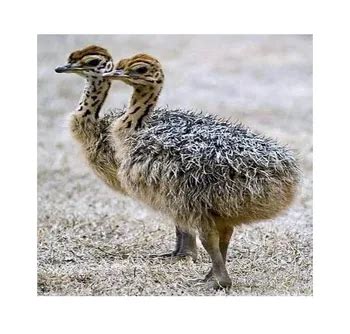 2024 Fertilized Ostrich Eggs,Ostrich Chicks And Mature Ostrich For ...