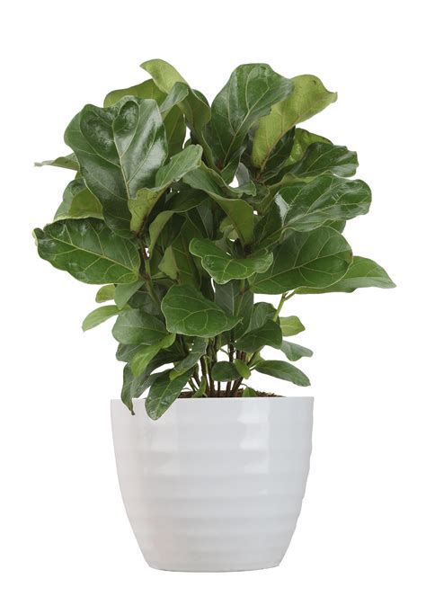 Delray Plants Live 18-inches Tall Ficus Lyrata - Fiddle Leaf Fig ...