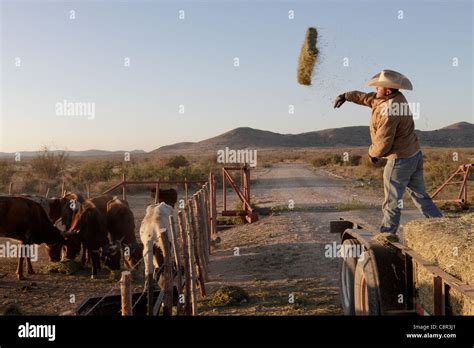 Rancher feeding cattle on a West Texas Ranch during one of the worst ...