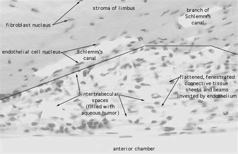 Canal Of Schlemm Histology