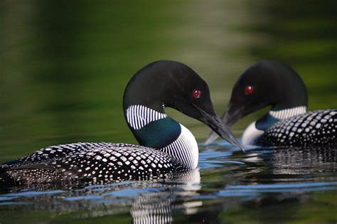 Finding Loons in Lake County » Powered by Birds