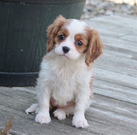 Cavalier King Charles Spaniel Puppies For Sale | Baton Rouge, LA #293813