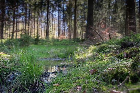 Unveiling The Secrets Of The Ardennes Forest: A Comprehensive Guide To ...