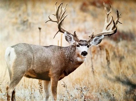 Monster muley | Big deer, Animals wild, Mule deer hunting