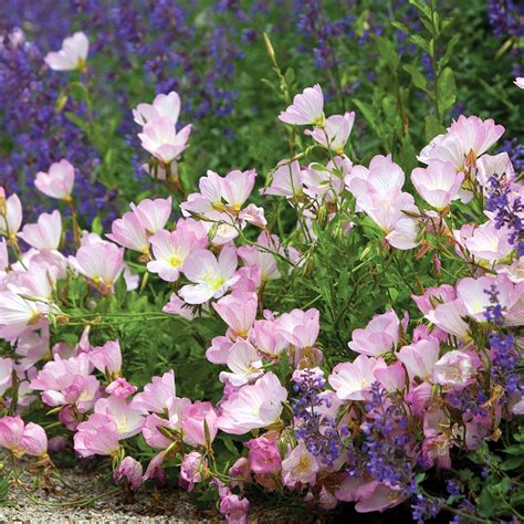 Pink Evening Primrose - The Diggers Club