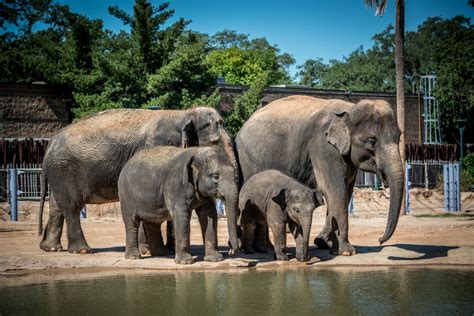 Houston Zoo | Houston Museum District