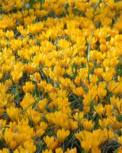 Crocus 'Yellow' bulbs — Buy online at Farmer Gracy UK