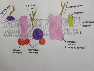 Cell Membrane Drawing