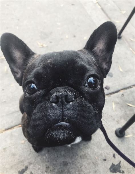 Adorable black French Bulldog ( frenchie ) puppy!! | Bulldog, French ...