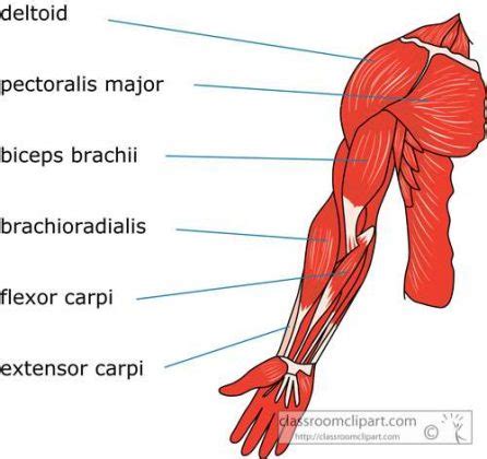 Arm Diagram