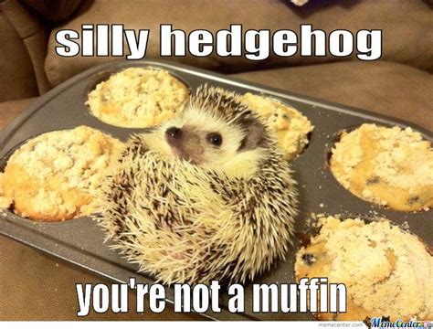 Silly Hedgehog You're Not A Muffin | Cute hedgehog, Hedgehog pet, Hedgehog