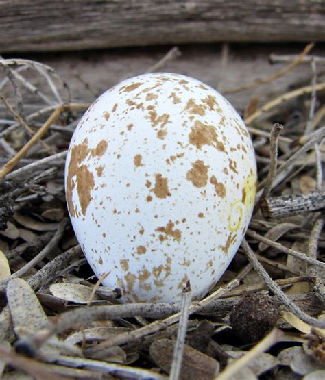 Gambel's Quail egg | Tucson, AZ | By: SearchNetMedia | Flickr - Photo ...