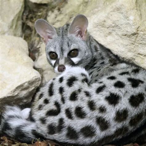 Common Genet - Facts, Diet, Habitat & Pictures on Animalia.bio