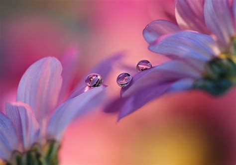 Download 1920x1348 Purple Flowers, Petals, Water Drops, Macro ...