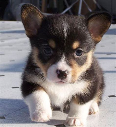 a small black and white puppy sitting on the ground