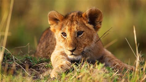 Lion Cub Wallpapers - Top Free Lion Cub Backgrounds - WallpaperAccess